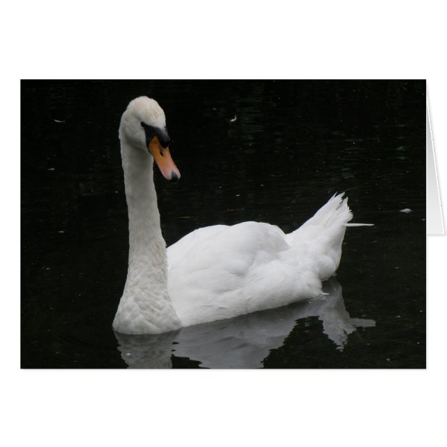 Belle carte cygne blanche (Devant horizontal)