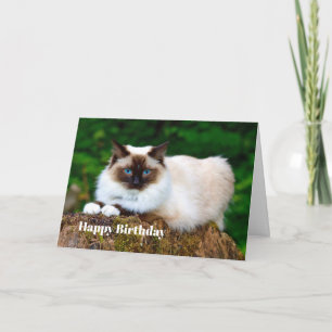 Belle carte d'anniversaire en chat siamois