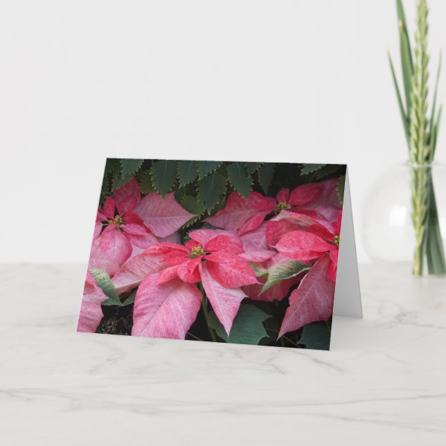 Belle carte de Noël de photo de poinsettias (Devant)