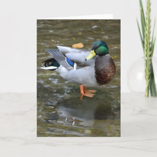 Belle carte de voeux Mallard Duck