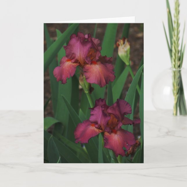 Belle Carte de voeux rose Irises vierge à l'intéri (Devant)