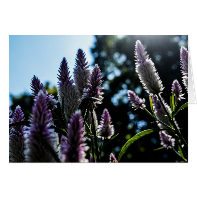 Belle carte florale violet violette (Devant horizontal)