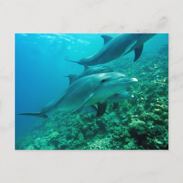 Belle carte postale (Devant)