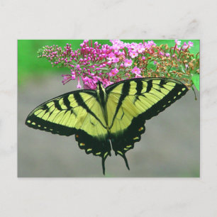 Belle carte postale 6 de papillon de machaon de