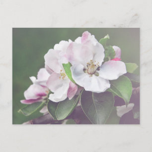 Belle carte postale Apple Tree en fleurs