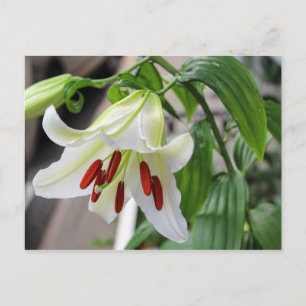 BELLE CARTE POSTALE BLANCHE EASTER LILY
