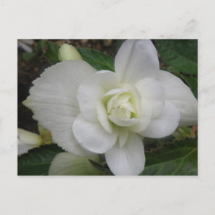 Belle carte postale Carnation blanche