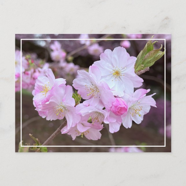 Belle Carte Postale Chic Spring Rose Cherry Blosso (Devant)