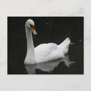 Belle carte postale de cygne blanc