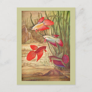 Belle carte postale de poisson tropical