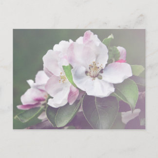 Belle carte postale de printemps avec fleurs de po
