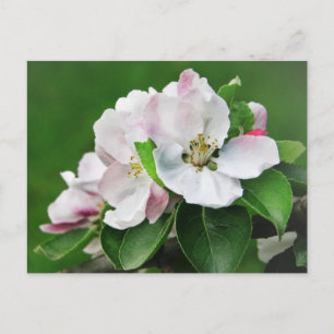Belle carte postale de printemps avec un pommier e