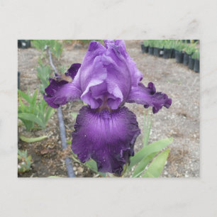 Belle carte postale d'iris violet