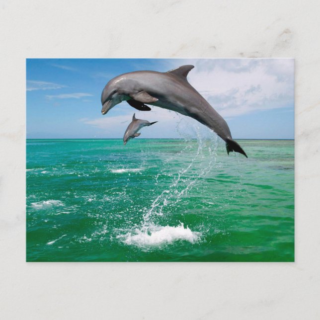 Belle carte postale Dolphins (Devant)