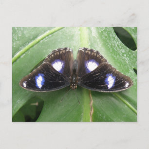Belle carte postale Papillon Bleu tacheté