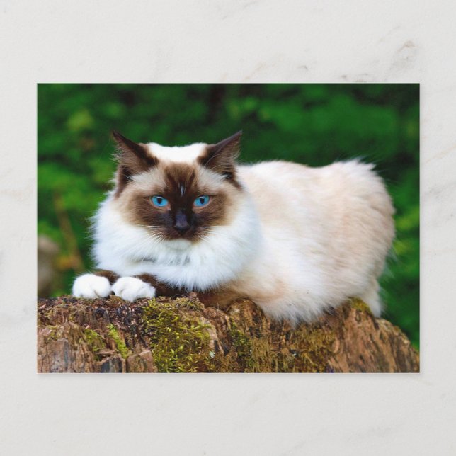 Belle carte postale photo de chat siamois (Devant)