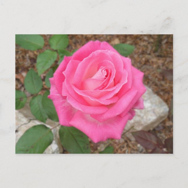 Belle carte postale rose (Devant)