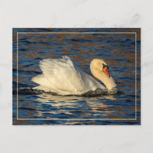Belle carte postale Swan and Blue Water