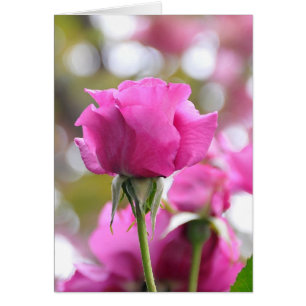 Belle carte Rose rose épouvantable