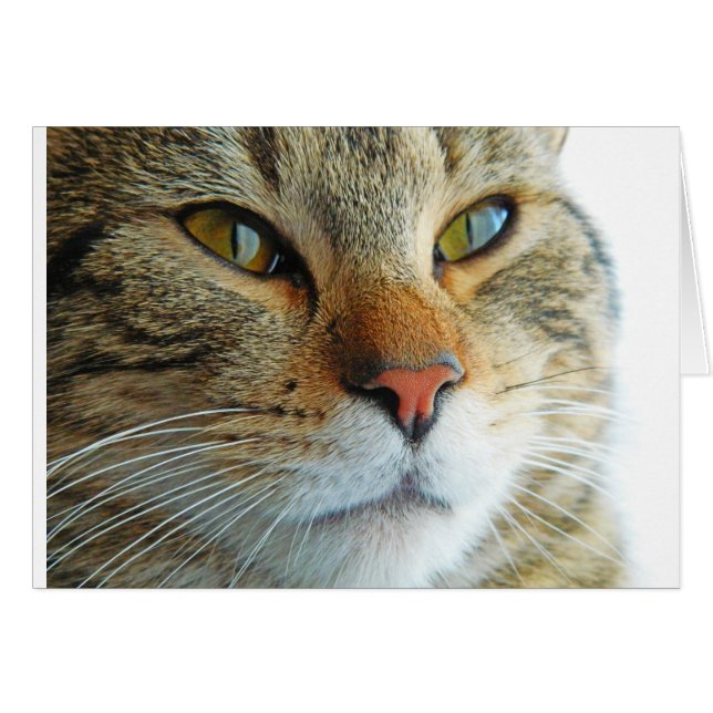 Belle Chat (Devant horizontal)