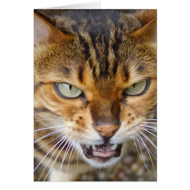 Belle Chat Bengale (Devant)