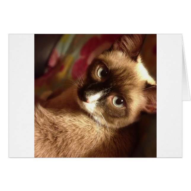 Belle Chat Brown (Devant horizontal)