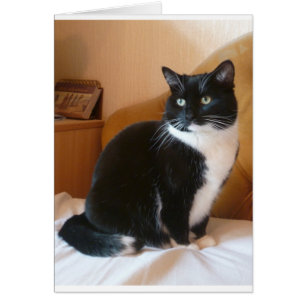 Belle chat noir et blanc sur le lit