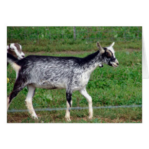 Belle chèvre Amish Blank à l'intérieur de la carte