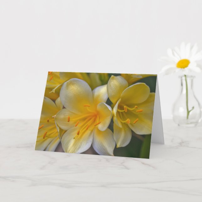 Belle Crème Jaune Lily Fleurs d'or Carte d'Art (Petite plante)