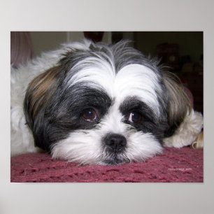 Belle der Shih Tzu Hund Poster