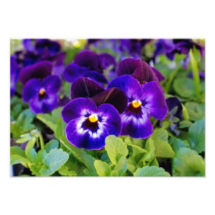 Belle et vive photo de fleurs de pavot violet