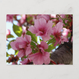 Belle Fleur de cerisier Photo Carte postale person