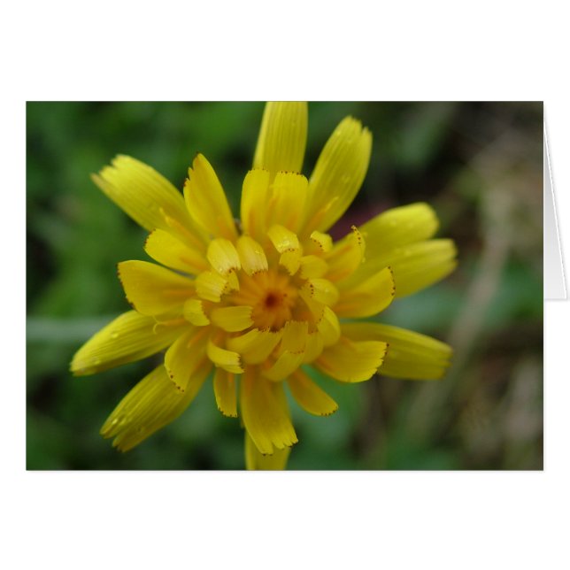 Belle fleur sauvage jaune, pissenlit (Devant horizontal)