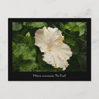 Belle Grande Carte postale Hibiscus pâle