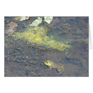 Belle grenouille