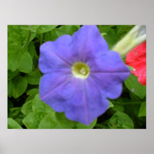Belle impression Blue Petunia