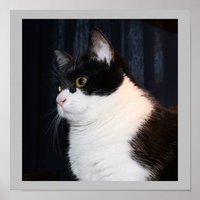 Belle impression de chats (Devant)