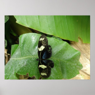 Belle impression papillon