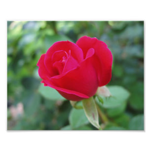 Belle impression photo Fleurs