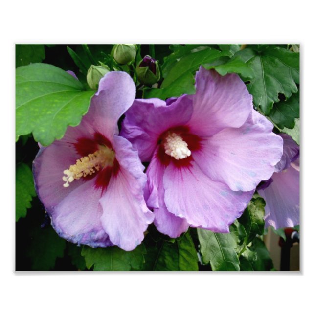 Belle impression photo Fleurs (Devant)