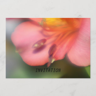 Belle INVITATION rose de fleur d'Alstroemeria