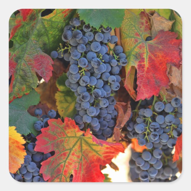 Belle moisson Stickers de raisins de vin (Devant)