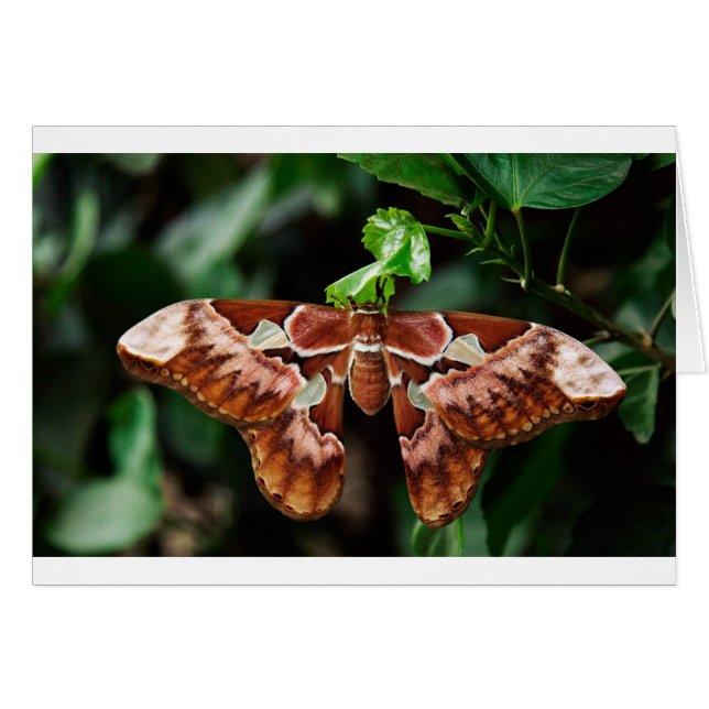 Belle Moth Atlas (Devant horizontal)