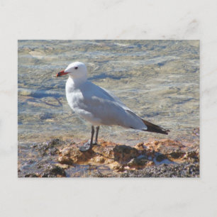 Belle mouette en mer - Carte postale