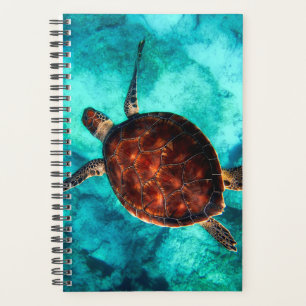 Belle Nage Océan Grande Tortue Brown