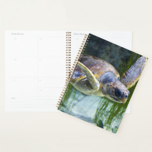 Belle natation de tortue marine