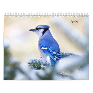 Belle Oiseau Photographie Mur Calendrier Chanson O