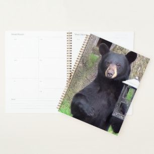 Belle Ours Noir