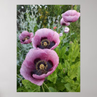 Belle Pavot Rose Poster du Jardin