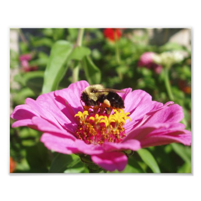 Belle photo d'abeille (Devant)